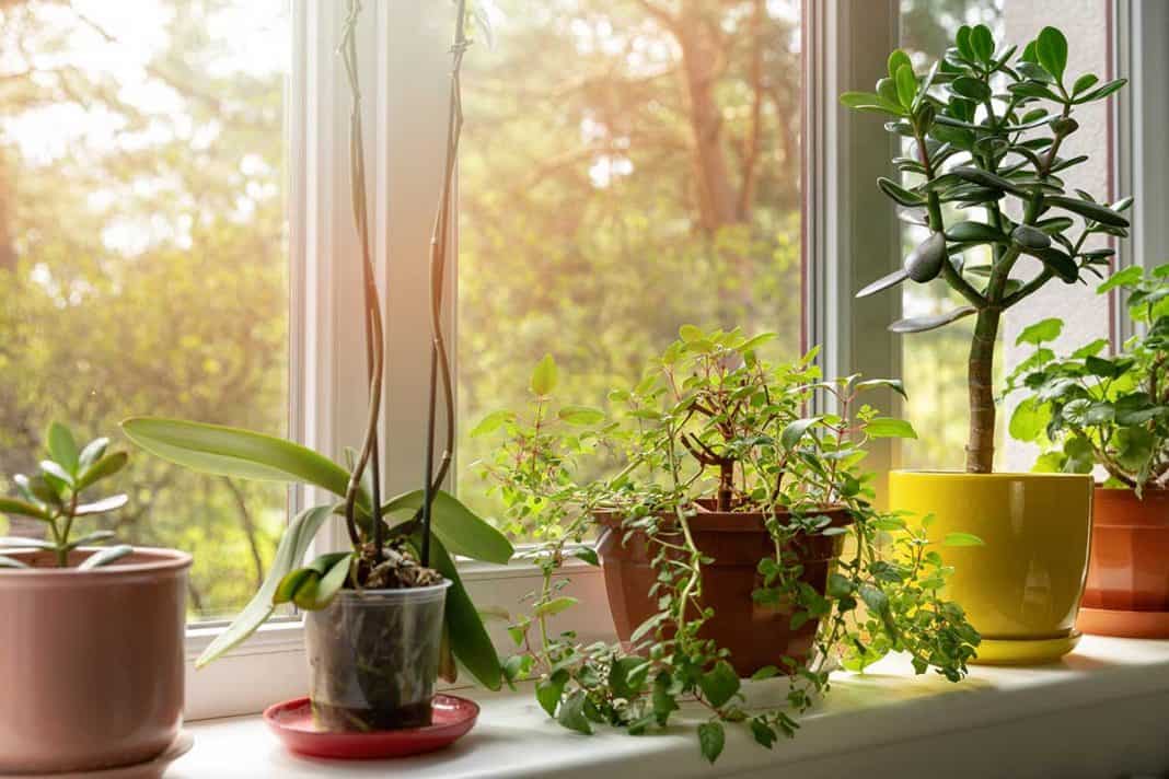 4 Reasons to Have Indoor Plants in Your Home or Office